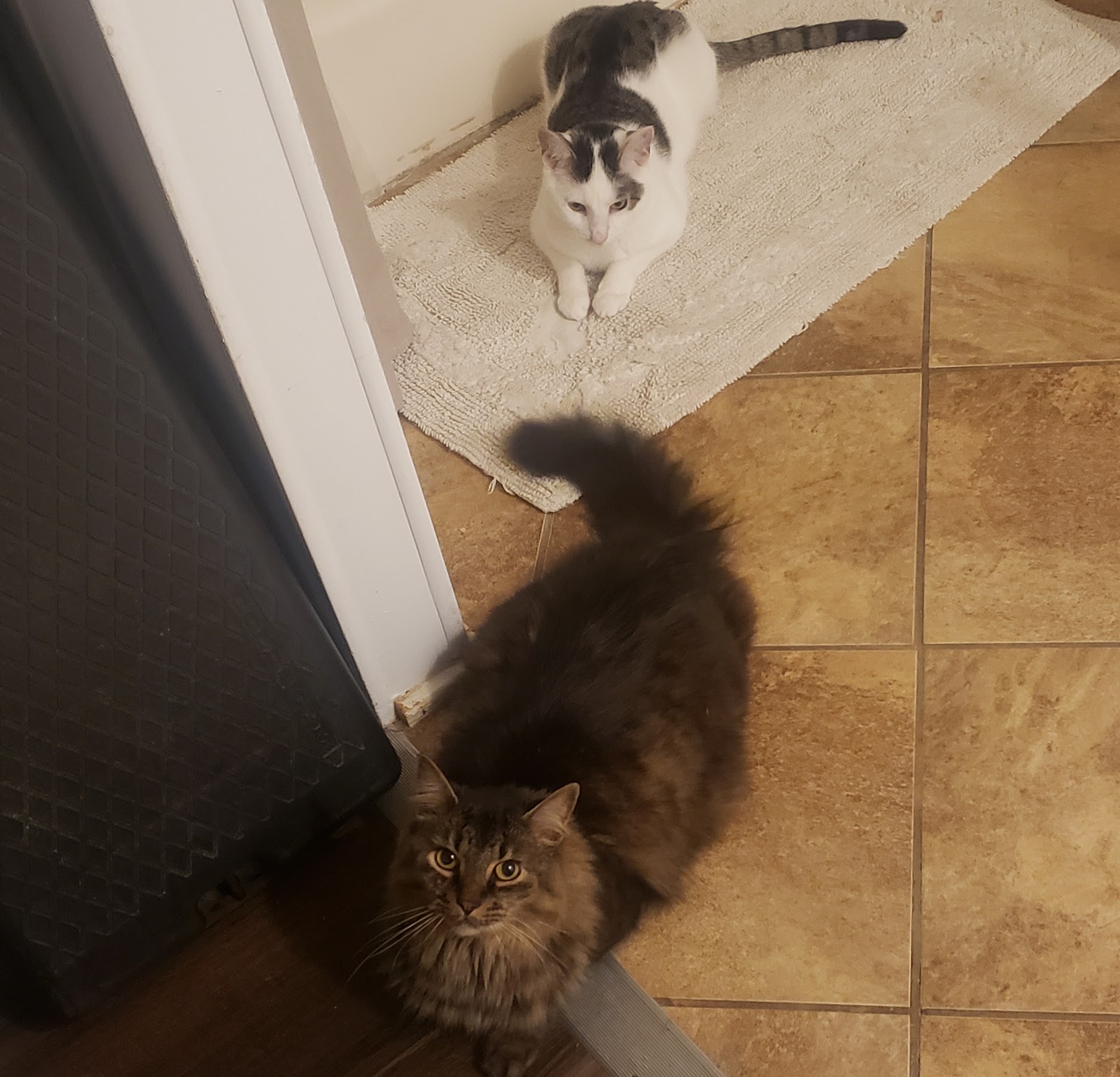 photo of my two cats